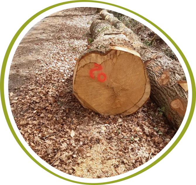 Loic De Talhouet Travaux Forestiers Bretagne Presta H1