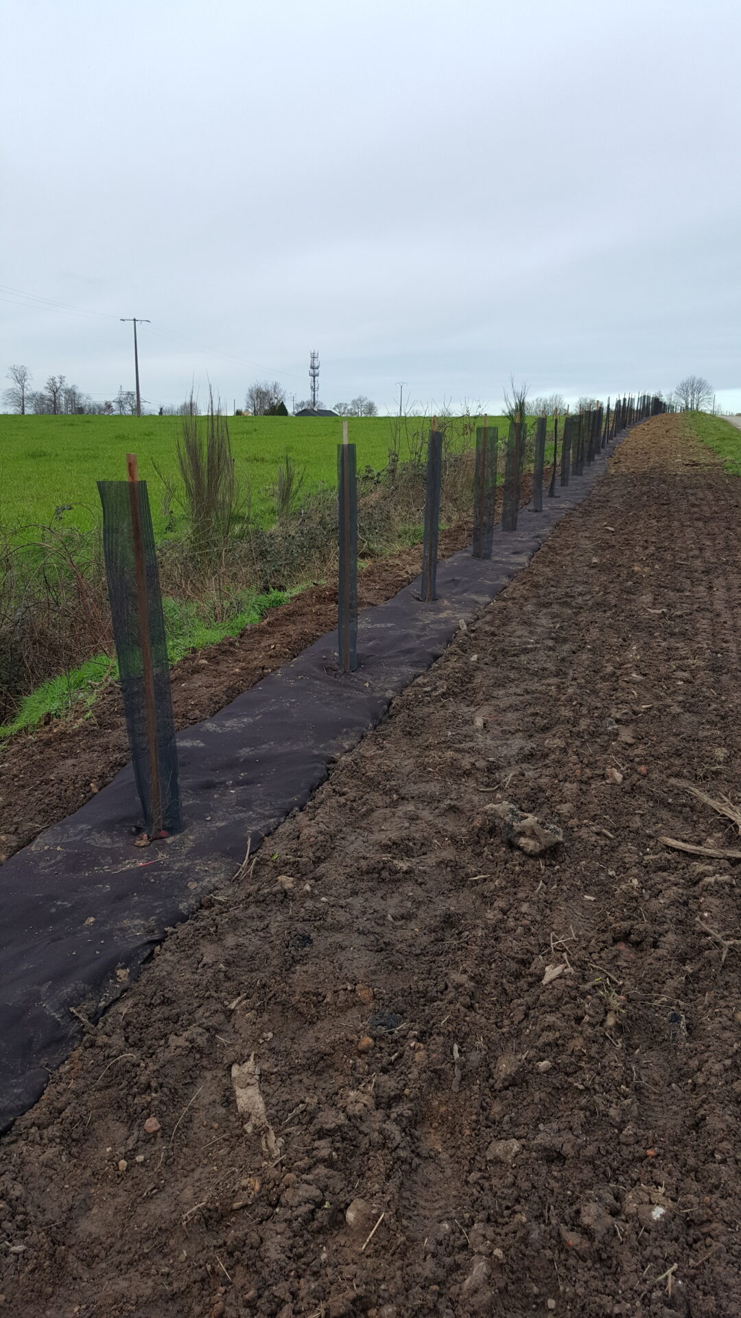 Loic De Talhouet Travaux Forestiers Bretagne Haie Protection